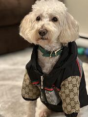 GUCCI | Pet's Clothes Monogram - 5