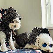 FENDI | Pet's Clothes  - 1