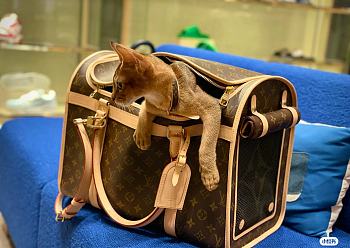 LOUIS VUITTON | Dog Bag Monogram coated canvas M45662