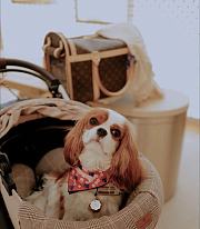 LOUIS VUITTON | Dog Bag Monogram coated canvas M45662 - 5